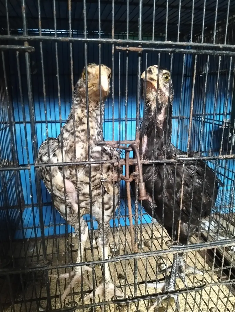 Heera + Shamo cross chicks pair for sale Exchange Possible with pigeon — photo 8
