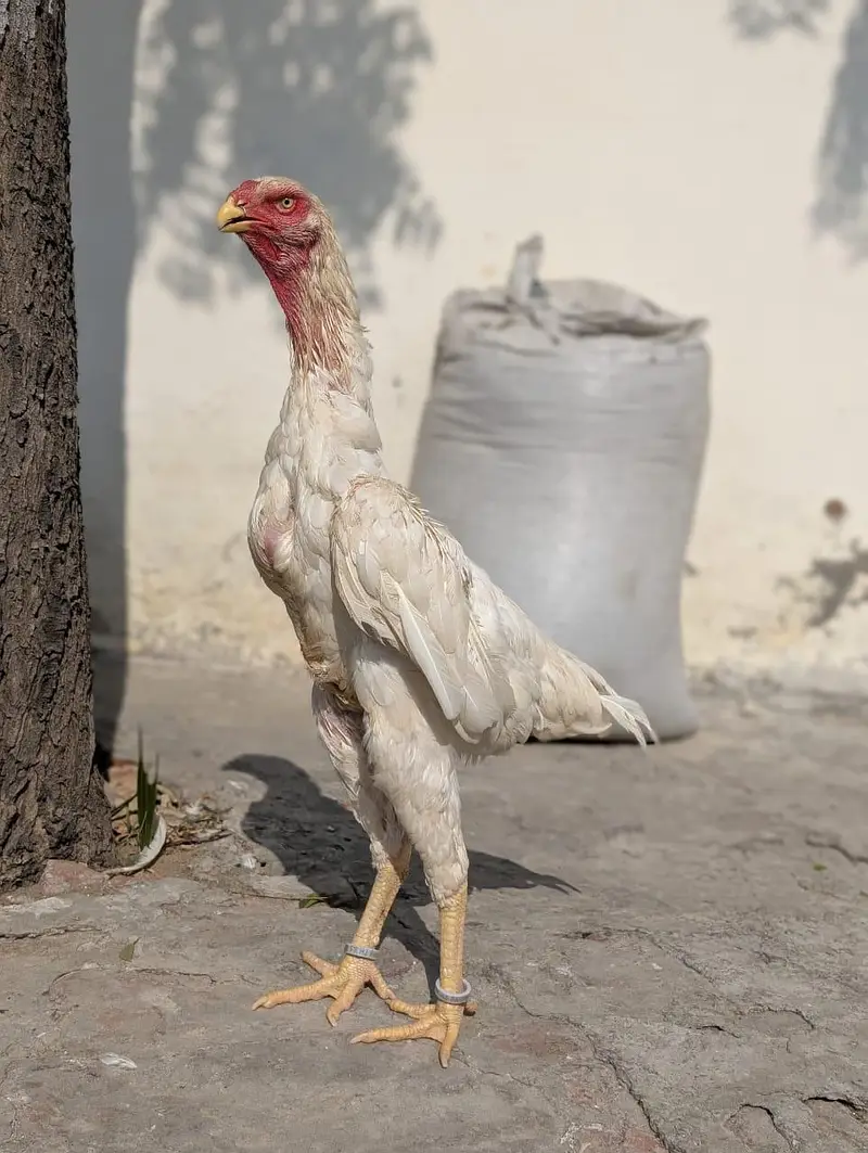 I am selling pure aseel shamo male — photo 9
