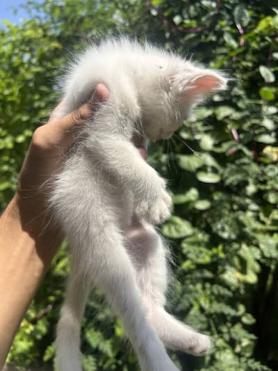 Super Fluffy Persian Kittens: Rare Grey & Odd-Eyed White Kittens Avail