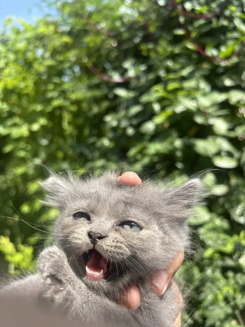Super Fluffy Persian Kittens: Rare Grey & Odd-Eyed White Kittens Avail — photo 2