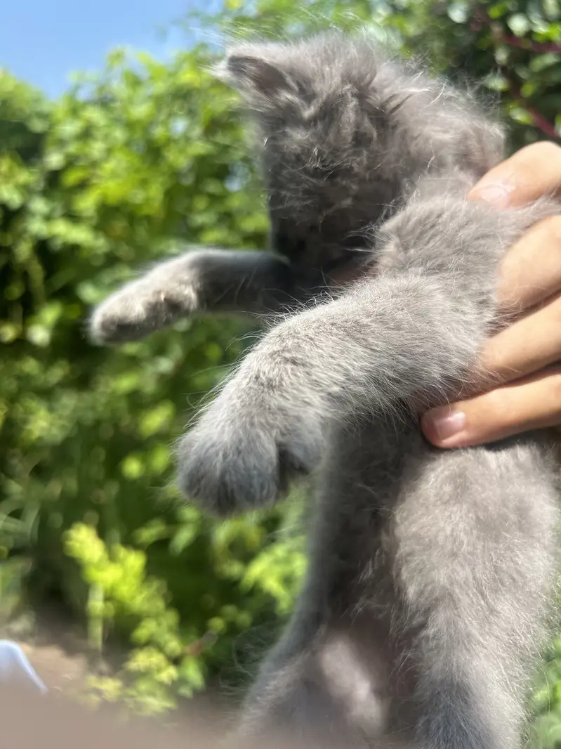 Super Fluffy Persian Kittens: Rare Grey & Odd-Eyed White Kittens Avail — photo 3
