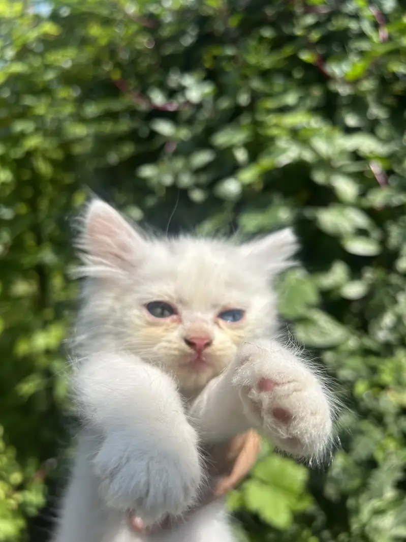 Super Fluffy Persian Kittens: Rare Grey & Odd-Eyed White Kittens Avail — photo 4