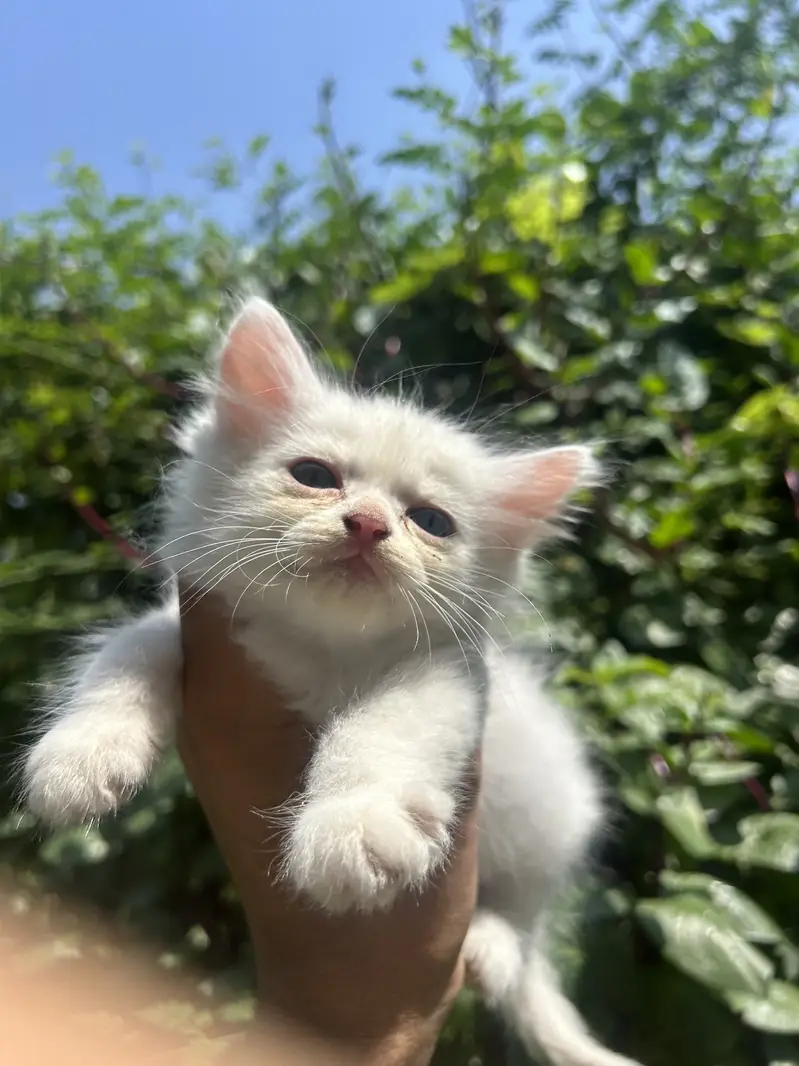 Super Fluffy Persian Kittens: Rare Grey & Odd-Eyed White Kittens Avail — photo 5