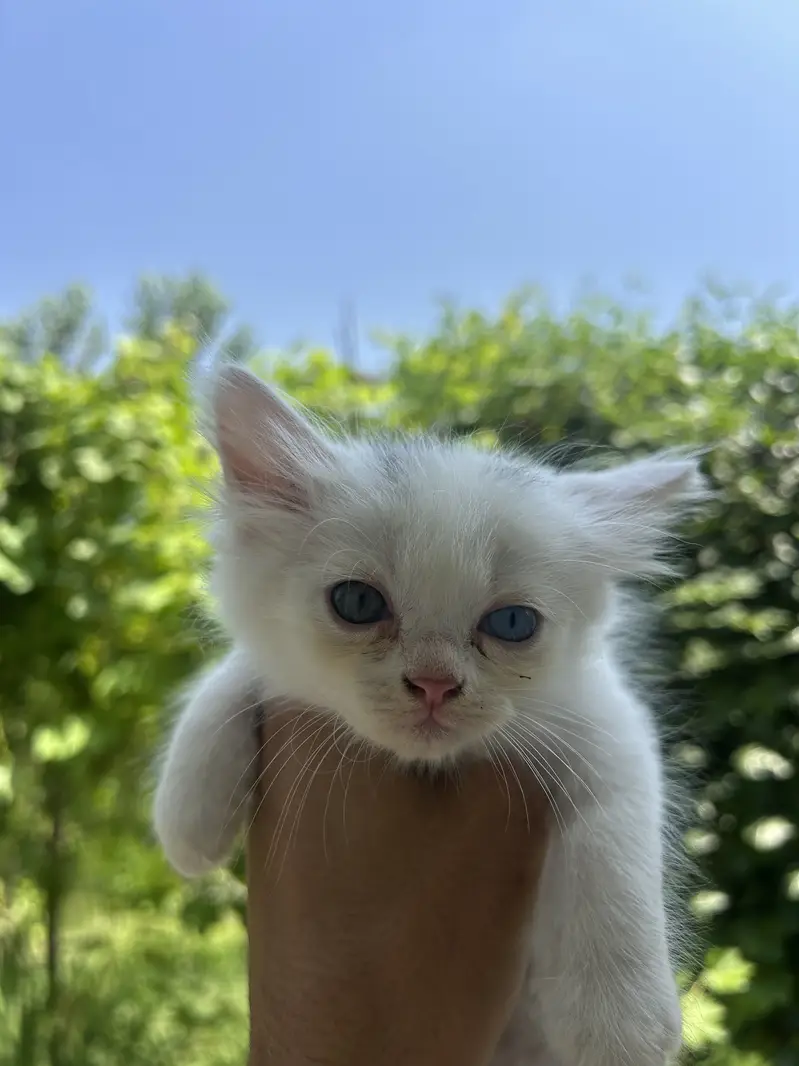 Super Fluffy Persian Kittens: Rare Grey & Odd-Eyed White Kittens Avail — photo 6