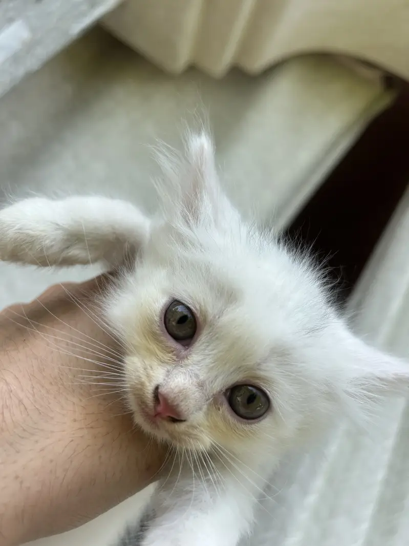 Super Fluffy Persian Kittens: Rare Grey & Odd-Eyed White Kittens Avail — photo 7