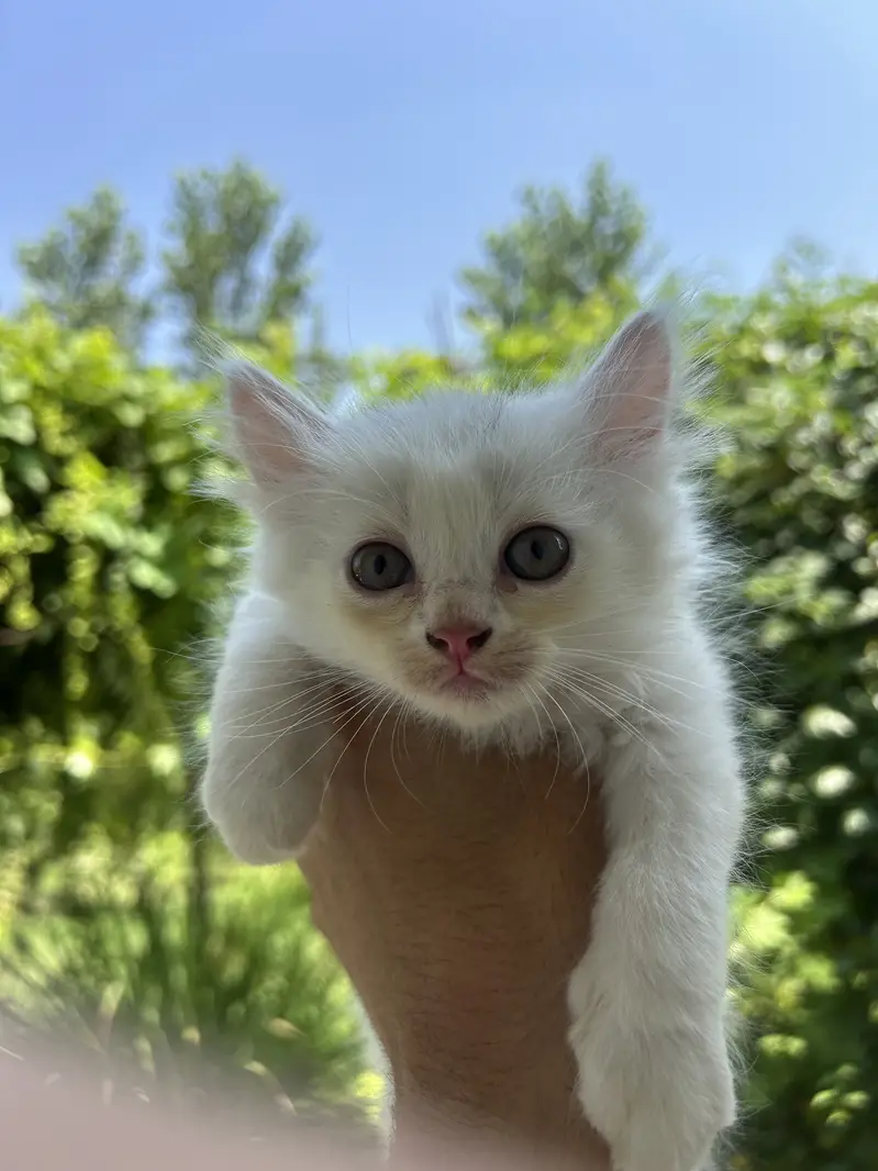Super Fluffy Persian Kittens: Rare Grey & Odd-Eyed White Kittens Avail — photo 8