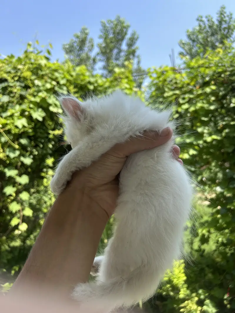 Super Fluffy Persian Kittens: Rare Grey & Odd-Eyed White Kittens Avail — photo 9