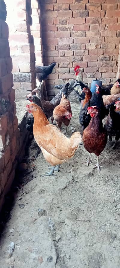 gar ki pali hoi hens egg laying