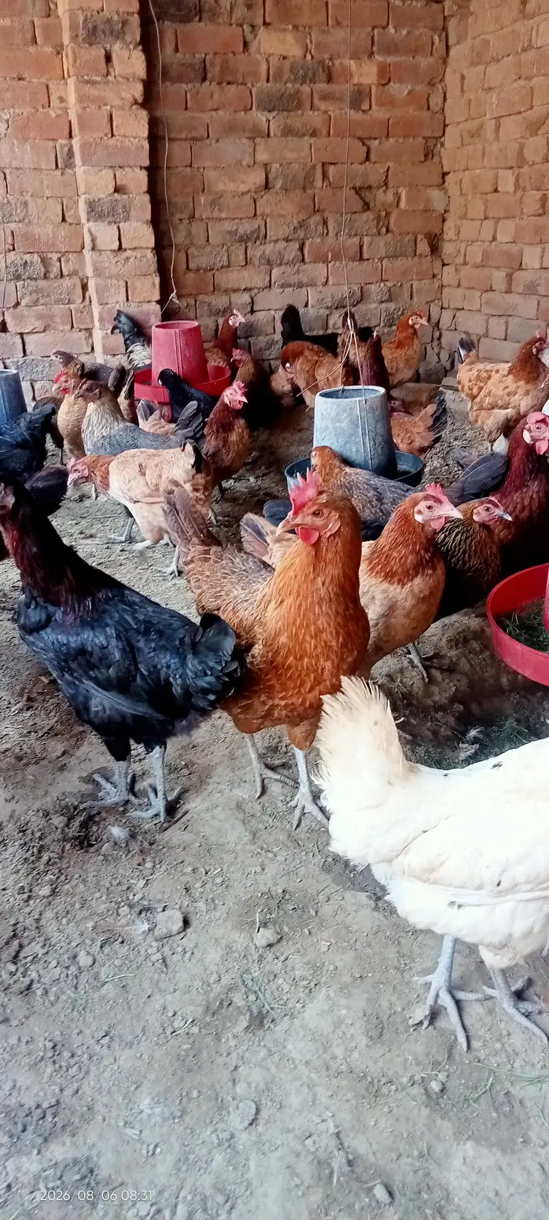 gar ki pali hoi hens egg laying — photo 2