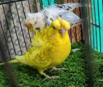 MAASHAALLAH BEAUTIFUL  HOGOROMO FRESH PAIR FOR SALE