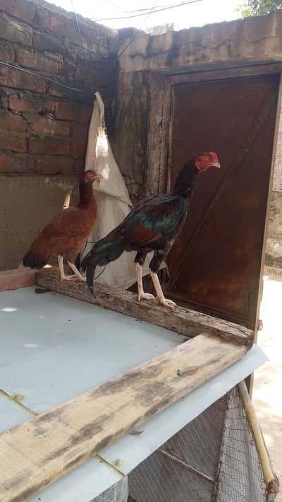 for sale