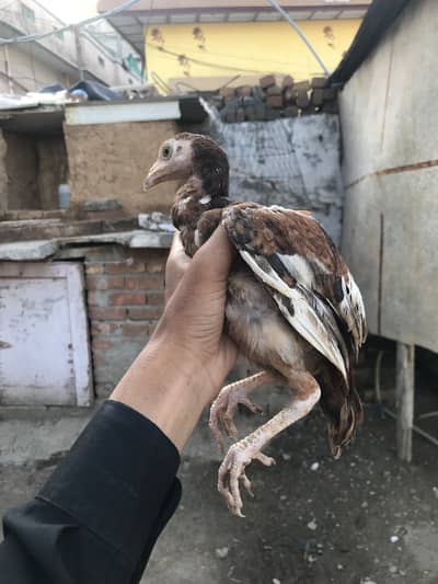 Aseel chick high quality pathy 03195355379 whatsapp