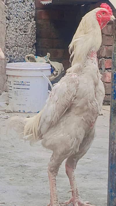 White Shamoo for sale