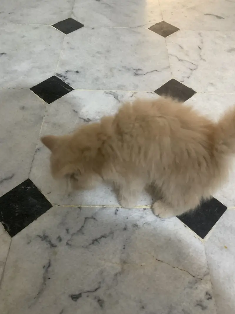 Persion cat — photo 2
