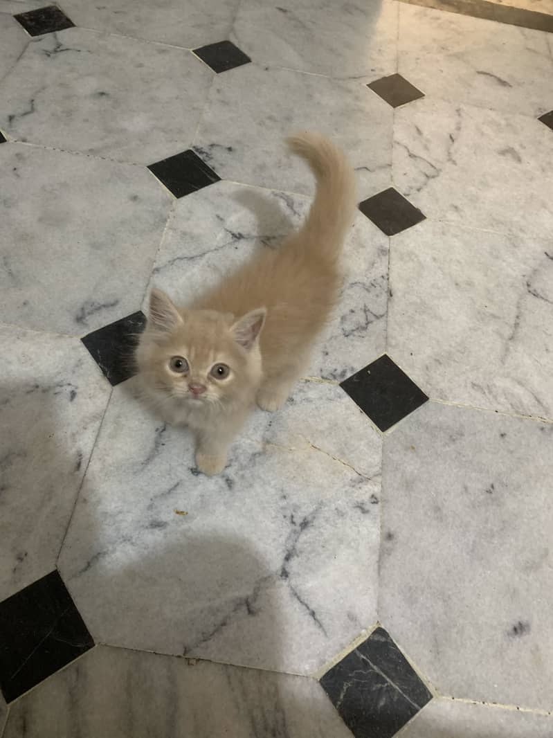 Persion cat 0