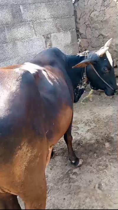cowss