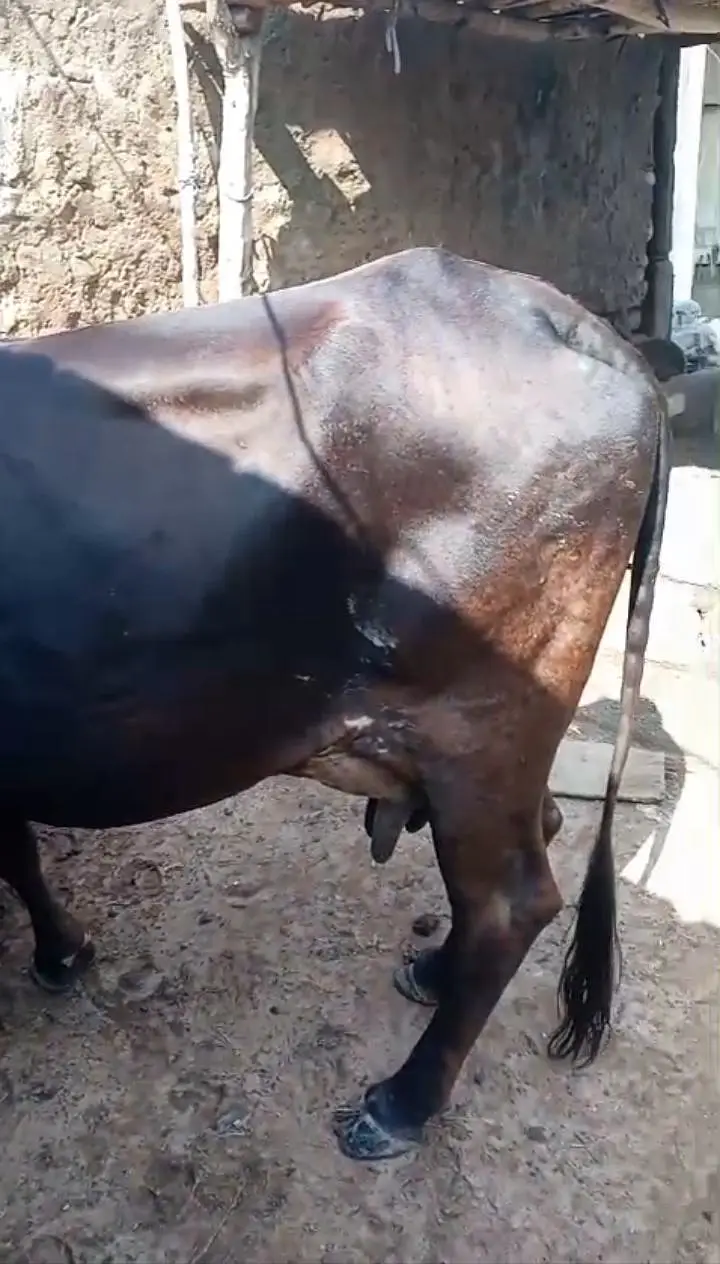 cowss — photo 2