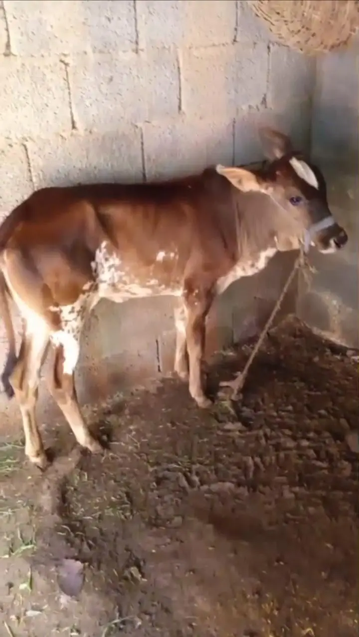 cowss — photo 3