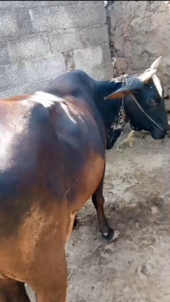 cowss — photo 4