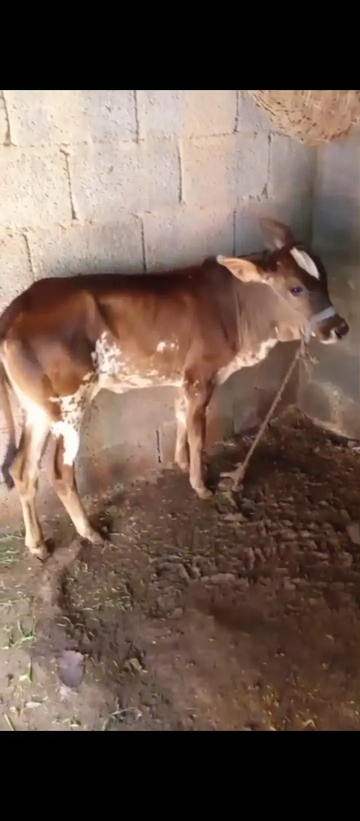 cowss — photo 5
