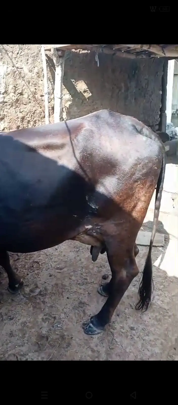cowss — photo 6