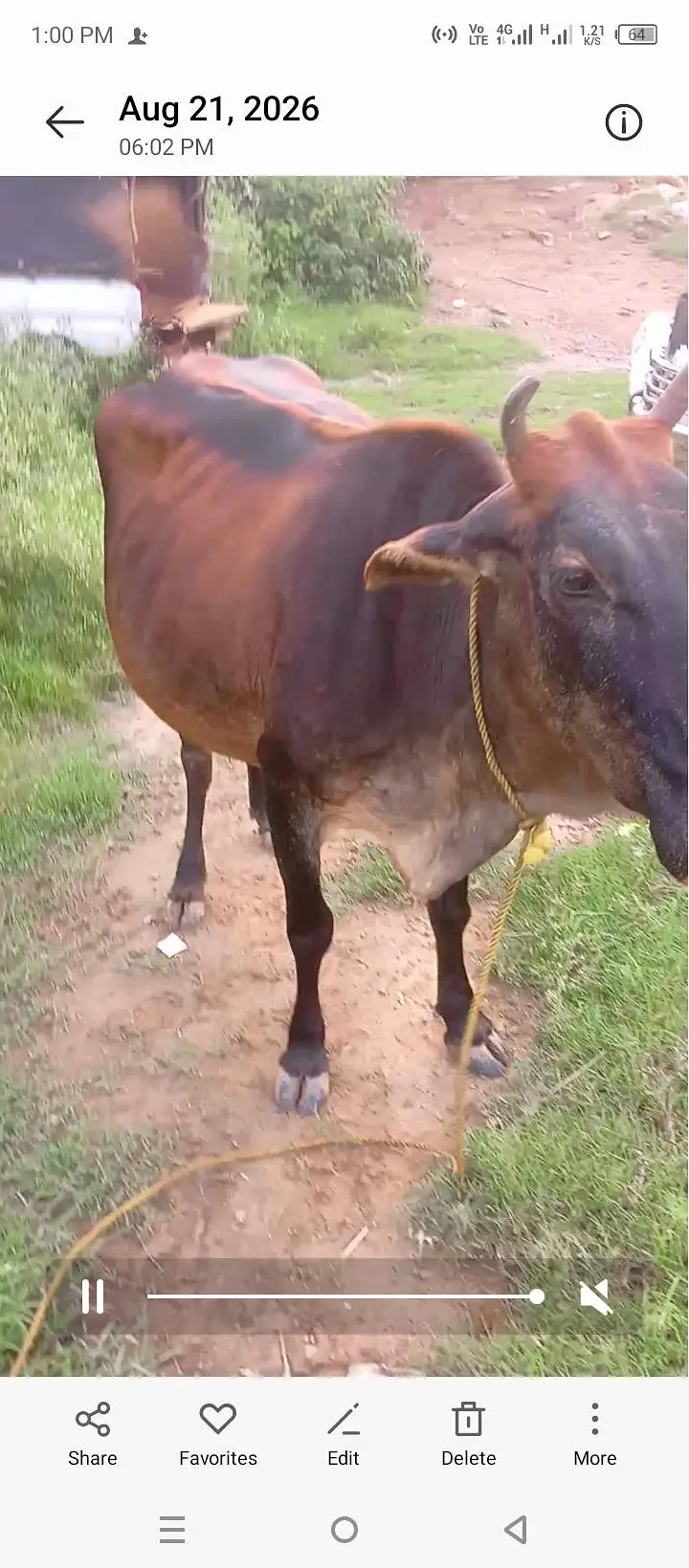 cowss — photo 7