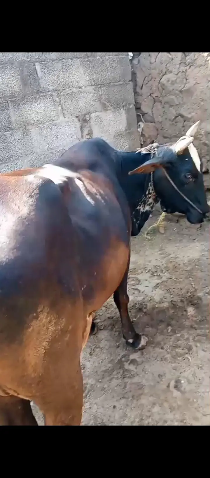 cowss — photo 8