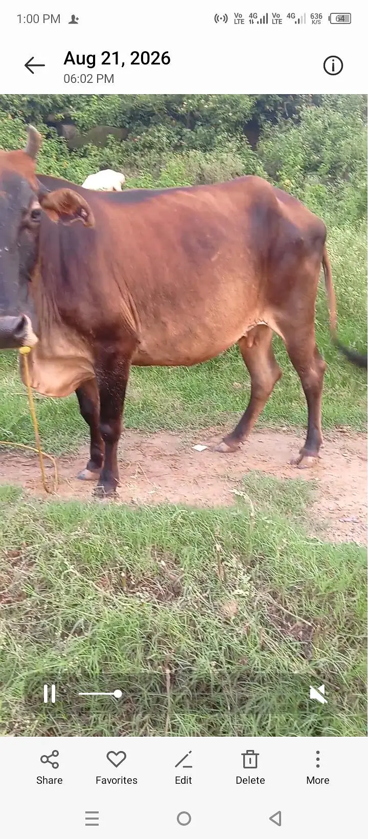 cowss — photo 9