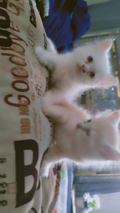 Persian kittens