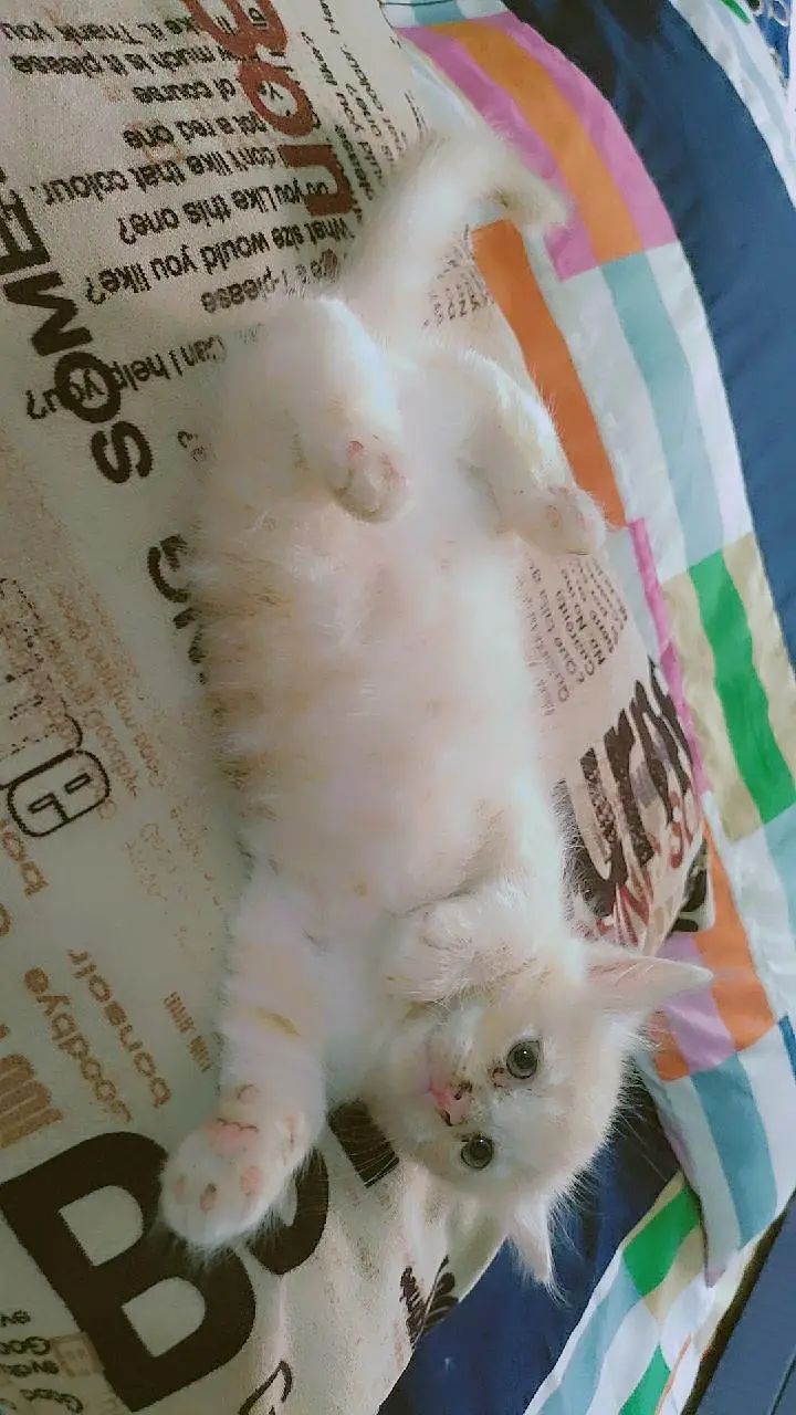 Persian kittens — photo 2