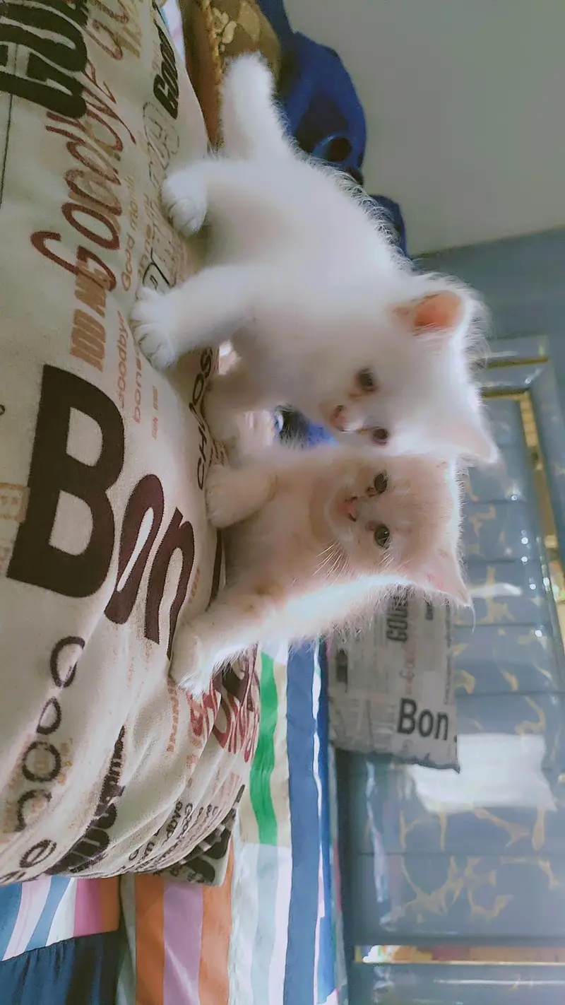Persian kittens — photo 3