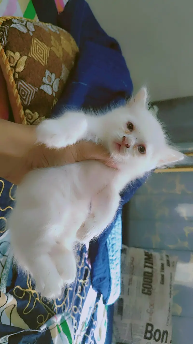 Persian kittens — photo 4