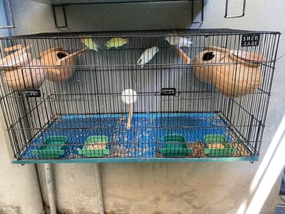 Beautiful Love Birds Colony For Sale