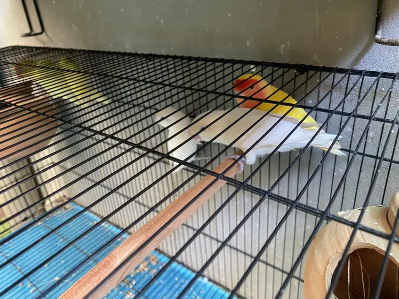 Beautiful Love Birds Colony For Sale — photo 2