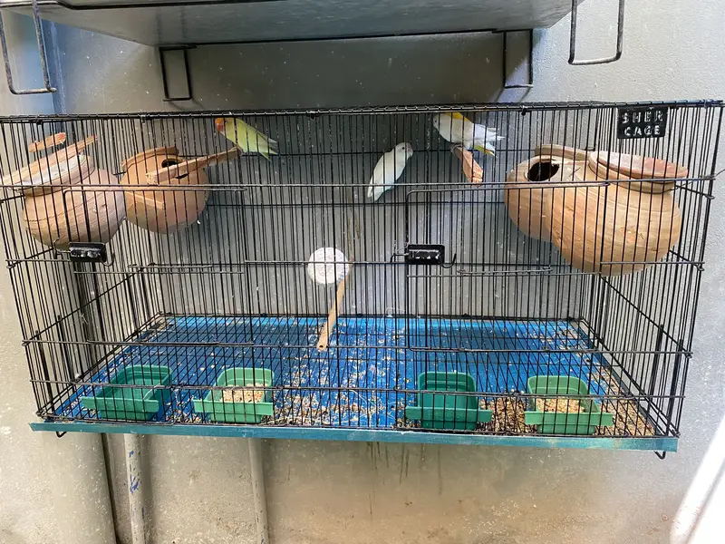 Beautiful Love Birds Colony For Sale — photo 3