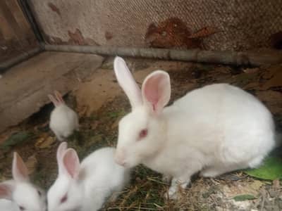1 male and 2 females rabbit for sale