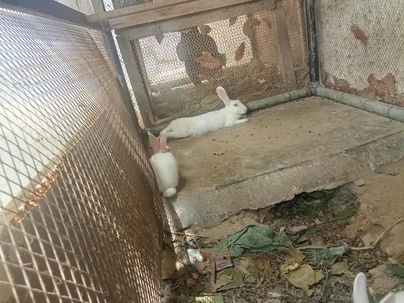 1 male and 2 females rabbit for sale — photo 2