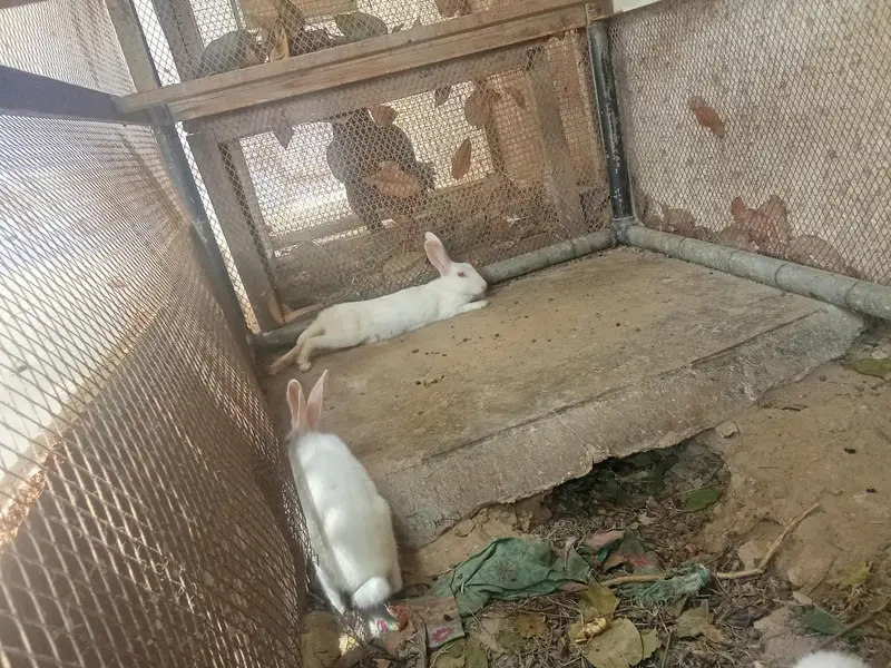 1 male and 2 females rabbit for sale — photo 3