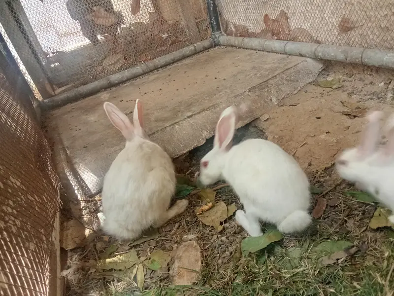 1 male and 2 females rabbit for sale — photo 4