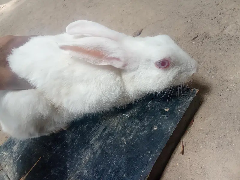 1 male and 2 females rabbit for sale — photo 5