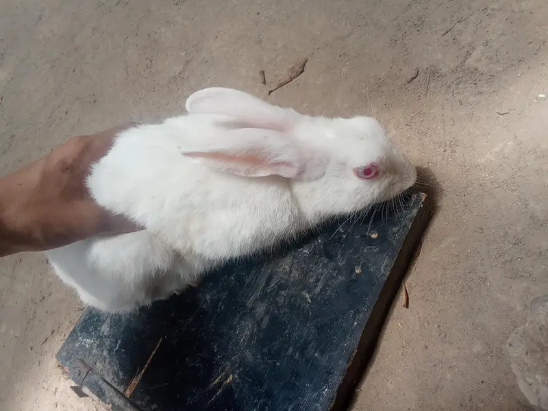 1 male and 2 females rabbit for sale — photo 6
