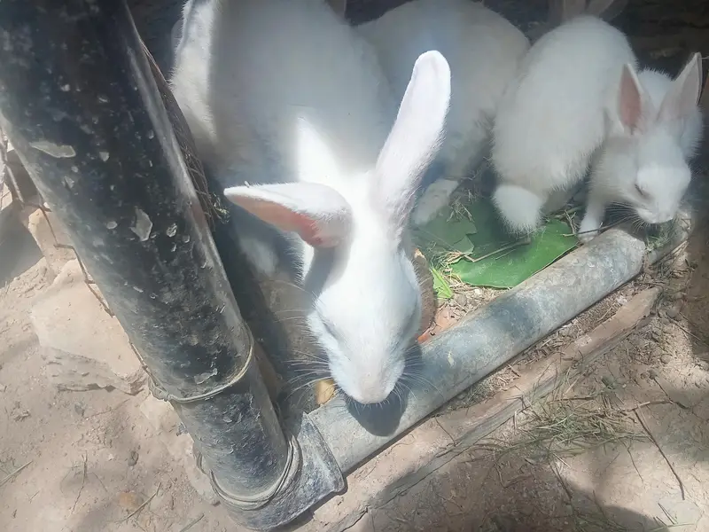 1 male and 2 females rabbit for sale — photo 7