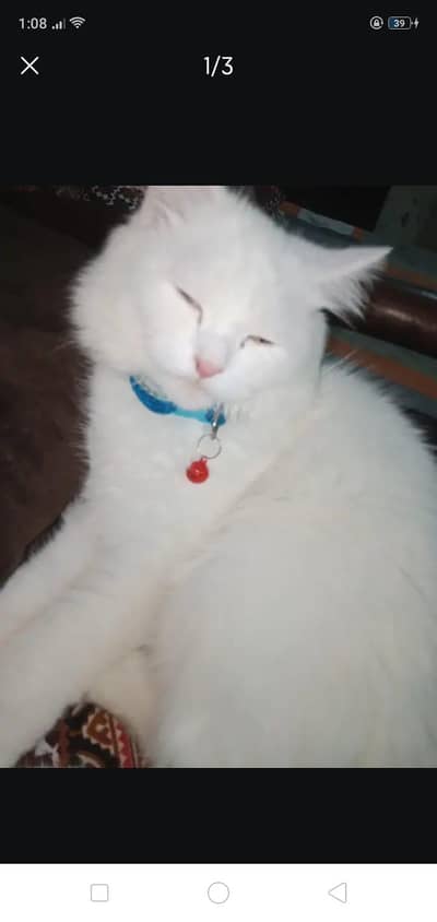 Beautiful White Turkish Angora Cat – Healthy & Friendly