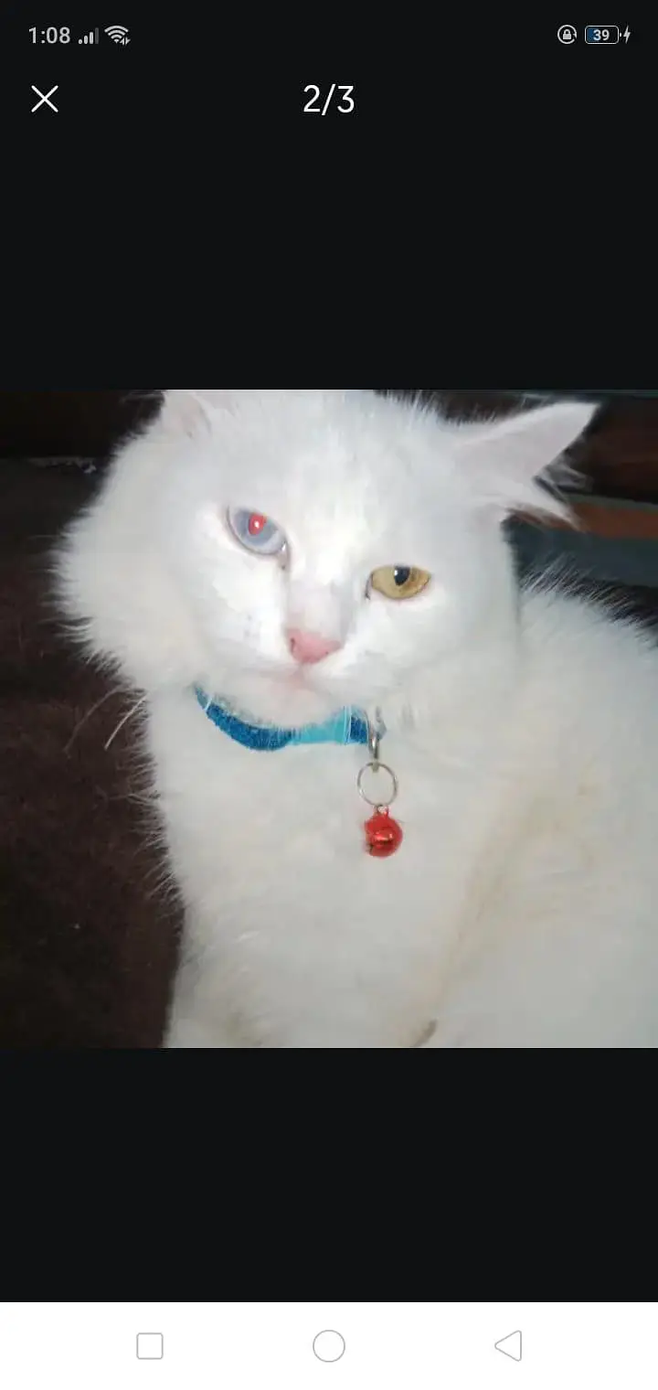Beautiful White Turkish Angora Cat – Healthy & Friendly — photo 2