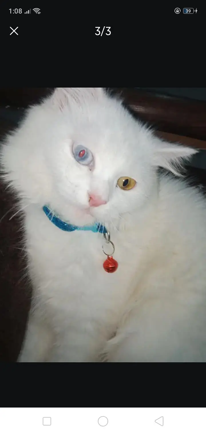 Beautiful White Turkish Angora Cat – Healthy & Friendly — photo 3