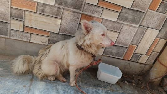 Beautiful Female Russian Dog for Sale