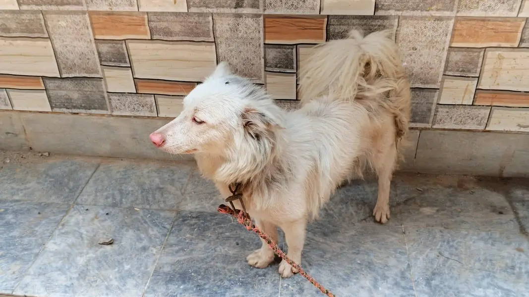 Beautiful Female Russian Dog for Sale — photo 2