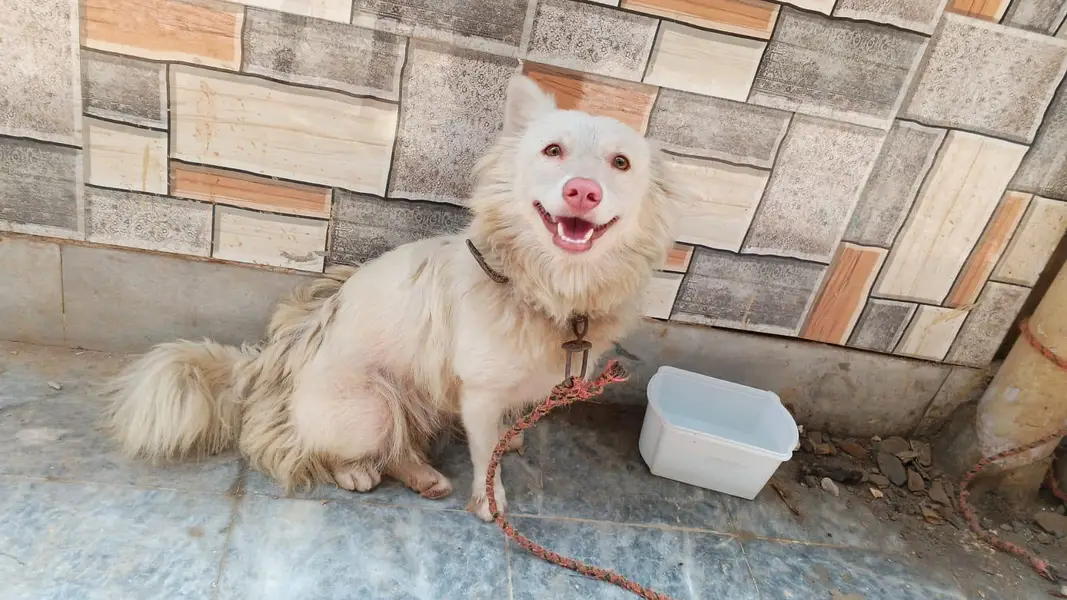 Beautiful Female Russian Dog for Sale — photo 3