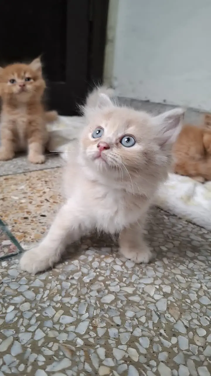 Cats | Kittens | Billi | Tripple coat kittens | Tripple coat cat | ca — photo 4