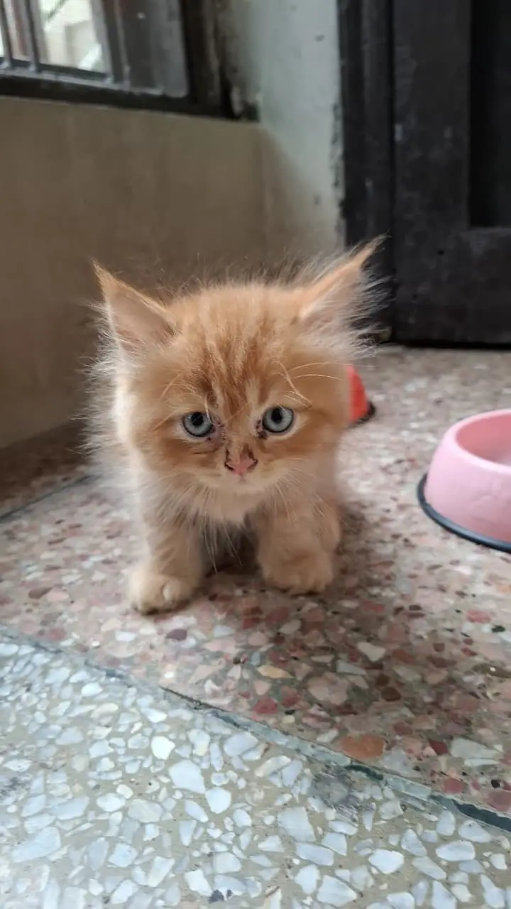 Cats | Kittens | Billi | Tripple coat kittens | Tripple coat cat | ca — photo 5
